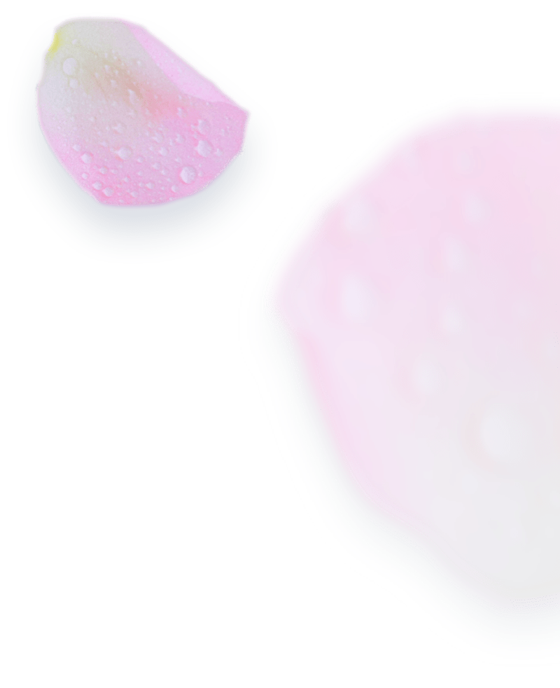 rose petals